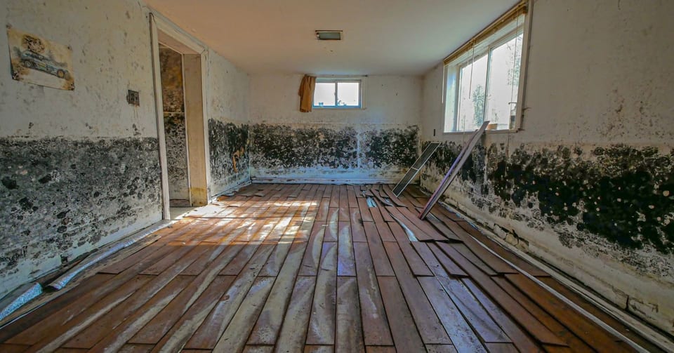 Empty room with black mold spreading along the lower walls above a bare wood floor.